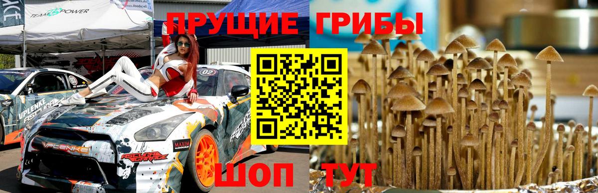 Элиста  Псилоцибиновые грибы мицелий  Вход с VPN 